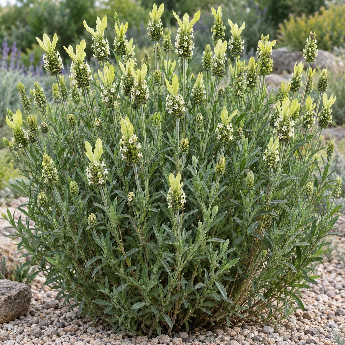 Portuguese Giant Lavender: Green Lavender with Pale Yellow Blooms