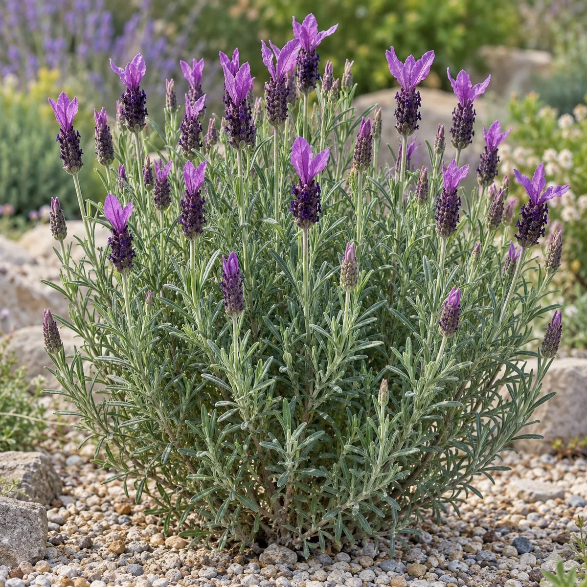 Common Spanish Lavender: The Classic Rabbit-Ear Lavender