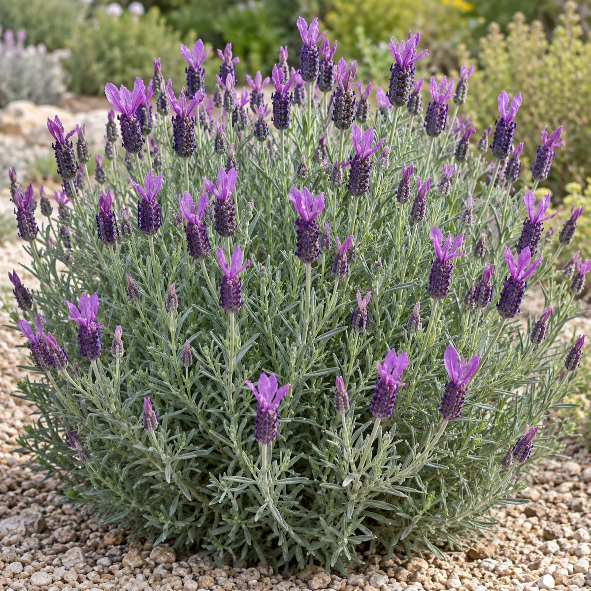 Regal Splendour Lavender: A Taller Spanish Lavender with Presence