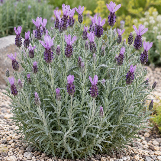 Castilliano 2.0 Lilac Lavender: Slim Spanish Color for Window Boxes