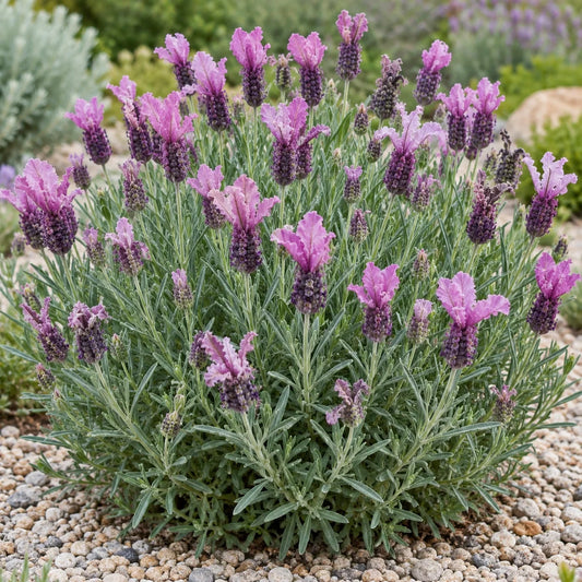 Boysenberry Ruffles Lavender: Berry Tones for Sunny Containers