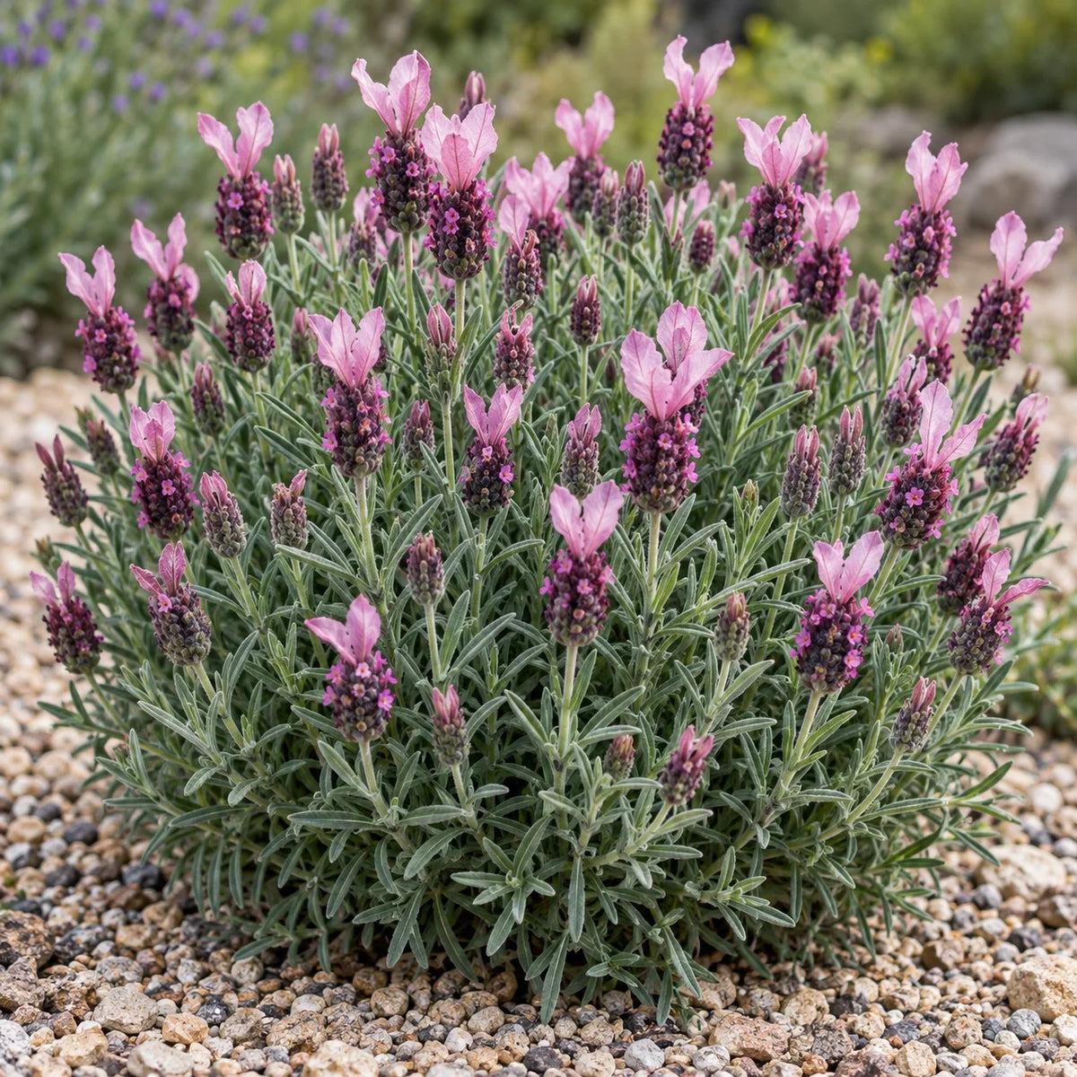 Bandera Pink Lavender: Mixing Pink and Purple in One Planter