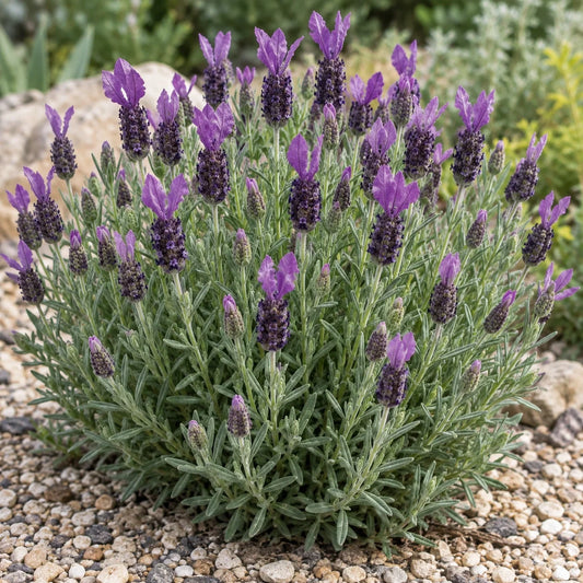 Bandera Deep Purple Lavender: Low, Uniform Color for Spring Planters
