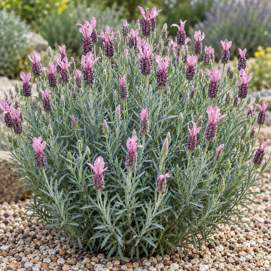 Ballerina Lavender: An Award-Winning Pink Spanish Lavender