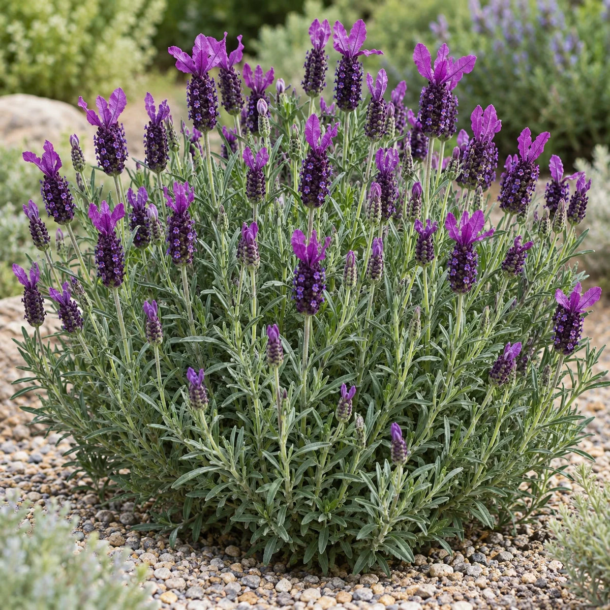 Anouk Deluxe 169 Lavender: The Largest Anouk, in Four Tones