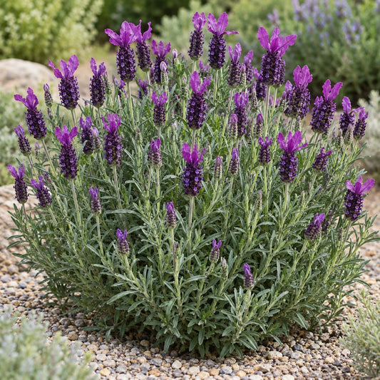 Anouk Deluxe 169 Lavender: The Largest Anouk, in Four Tones