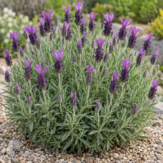 Anouk Lavender: Meet the Spanish Lavender Behind the Whole Family