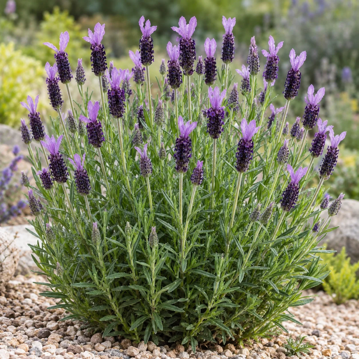 LAMPU31-0 Lavender: Long-Headed Spanish Lavender That Stands Tall