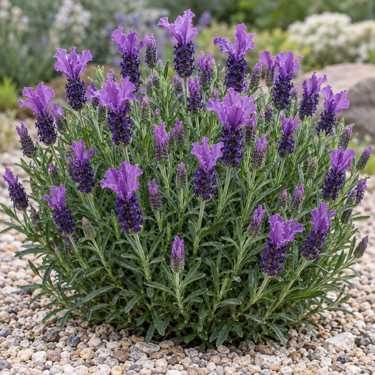 IBPRU41016 Lavender: Ruffled Purple Bracts Over Violet-Blue Heads