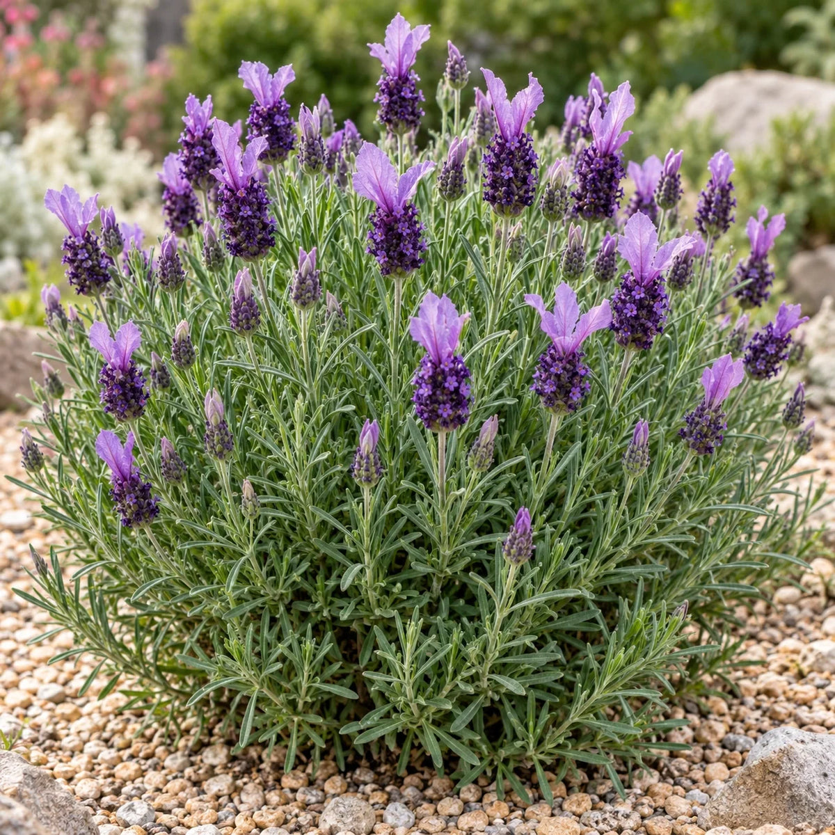IB510-17 Lavender: A Compact Pedunculata with Big Bracts