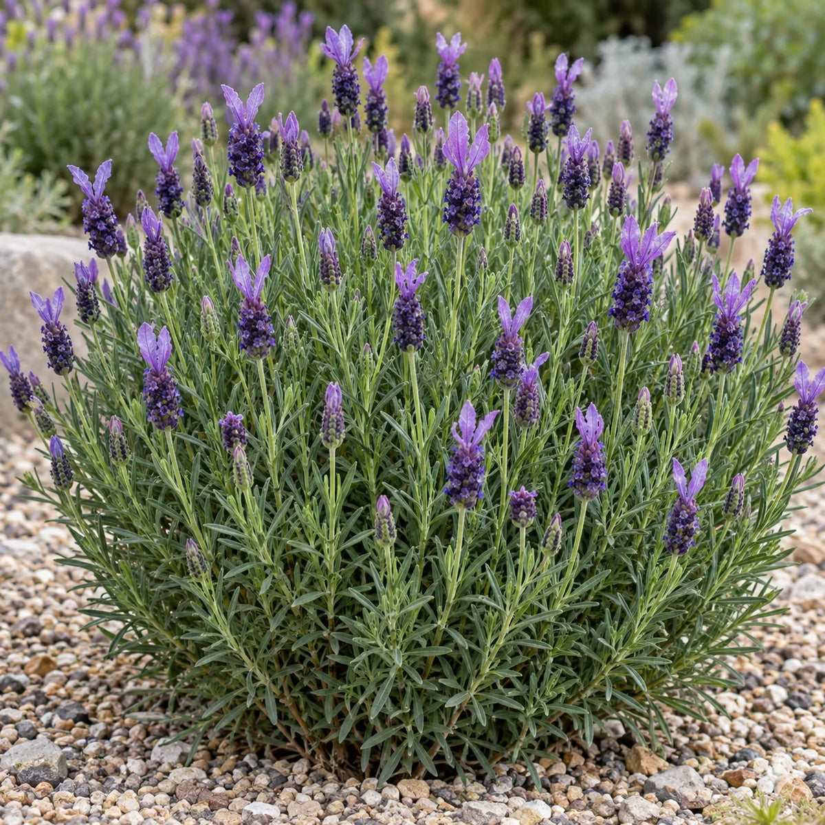 Green Summer Lavender: A Small Spanish Lavender with Green Leaves