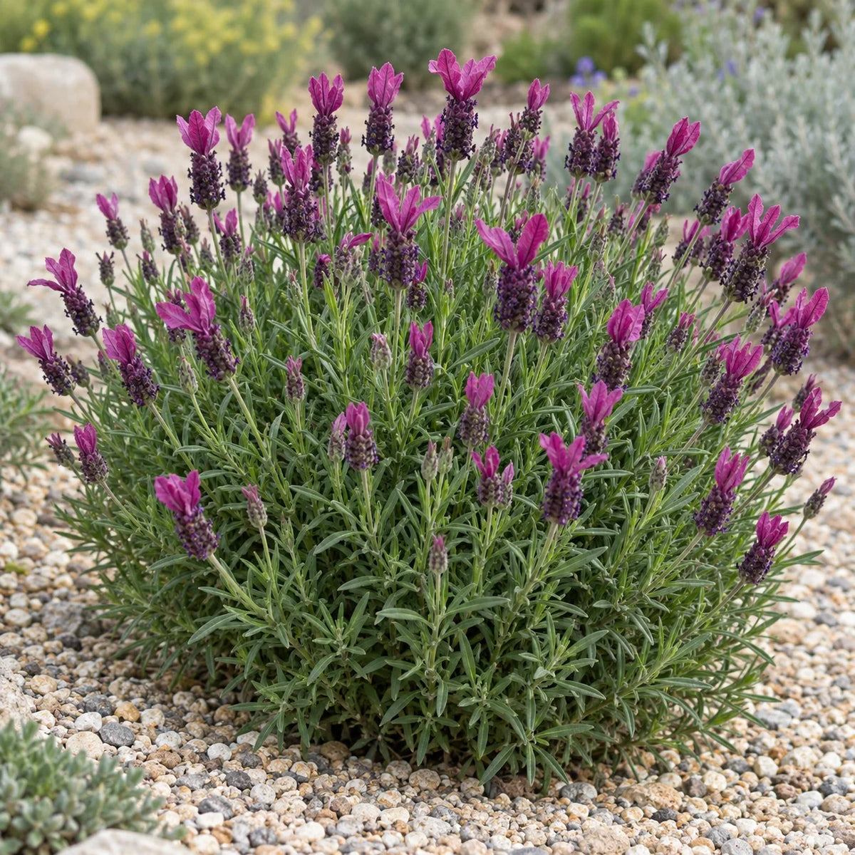 Bentley Lavender: Red-Purple Flags with a Warmer Tone