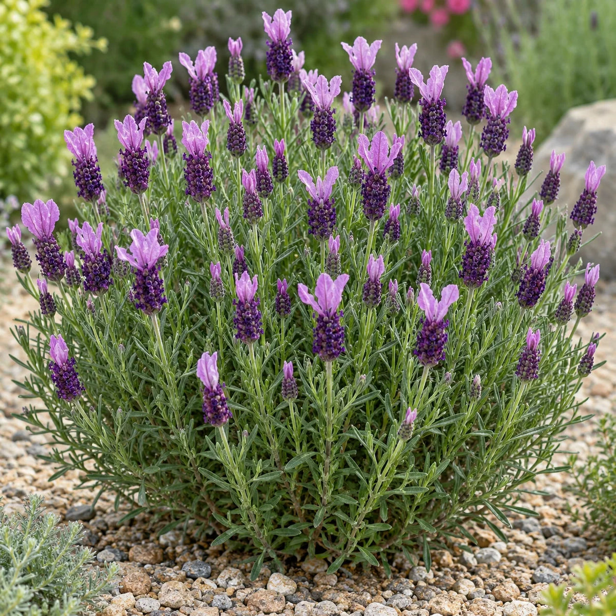 Anouk Deluxe 201909 Lavender: A Spanish Lavender Winter Plan