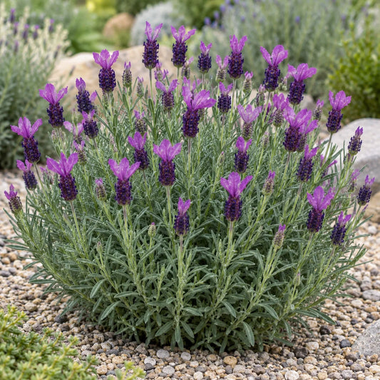 Anouk Deluxe 1939 Lavender: Taller Stems for Spring Posies