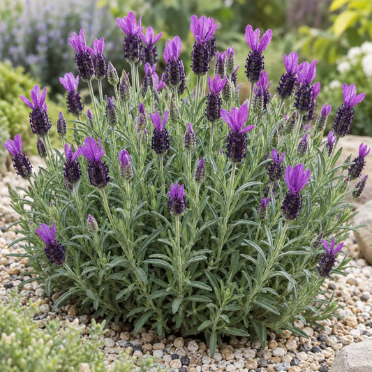 Anouk Deluxe 1802 Lavender: The Easy Center of a Mixed Pot