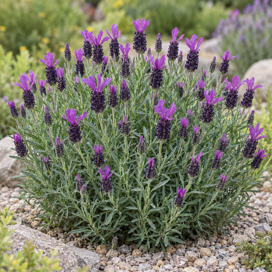 Anouk Deluxe 16115 Lavender: Low Drifts for Sunny Slopes
