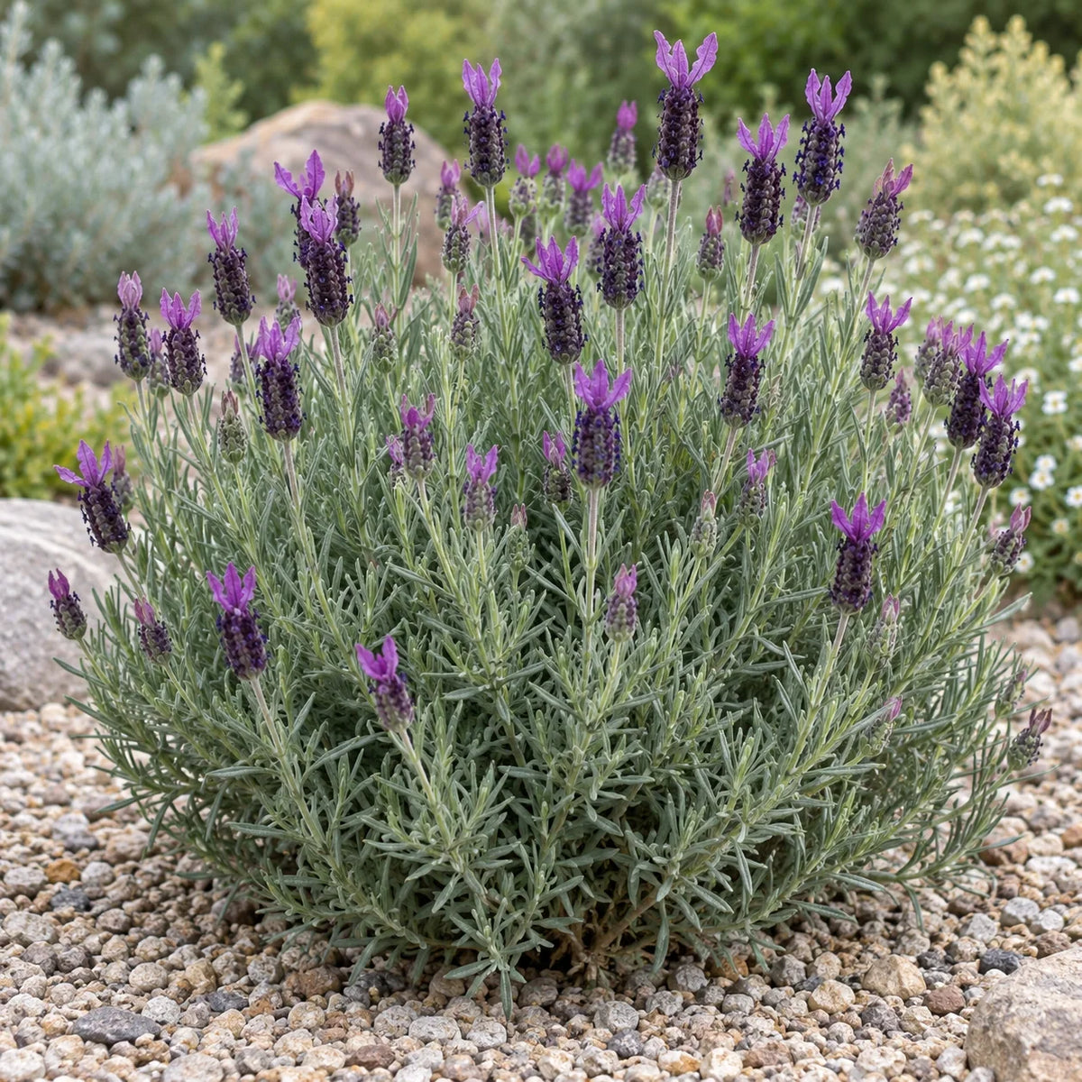 Portuguese Butterfly Lavender: Tall Flags on Long Stems in May