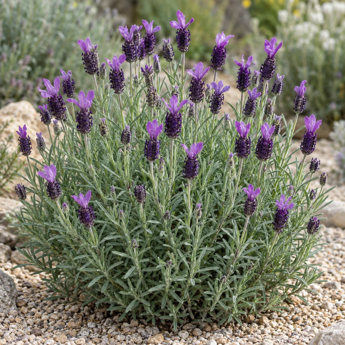Castilliano Lavender: Deep Purple Butterfly Blooms in Spring