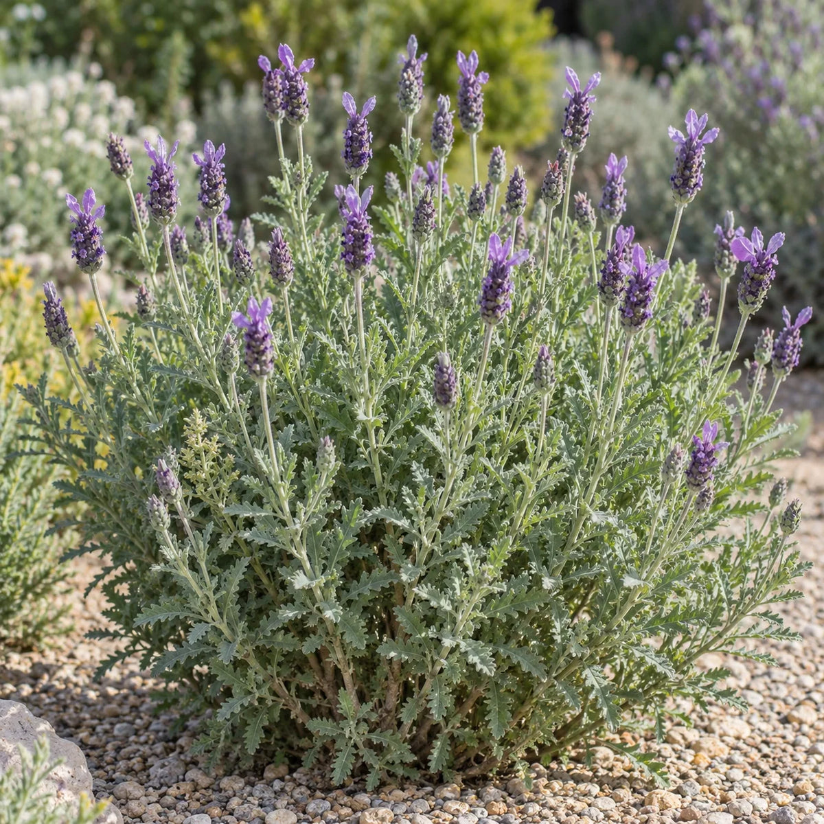 Green Lavender: A Fragrant French Lavender with Toothed Leaves
