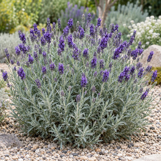 Andreas Lavender: Silver Foliage That Looks Good All Season