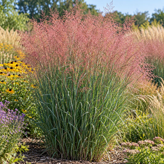 Apache Rose Switch Grass: A Rosy Haze Behind Lavender