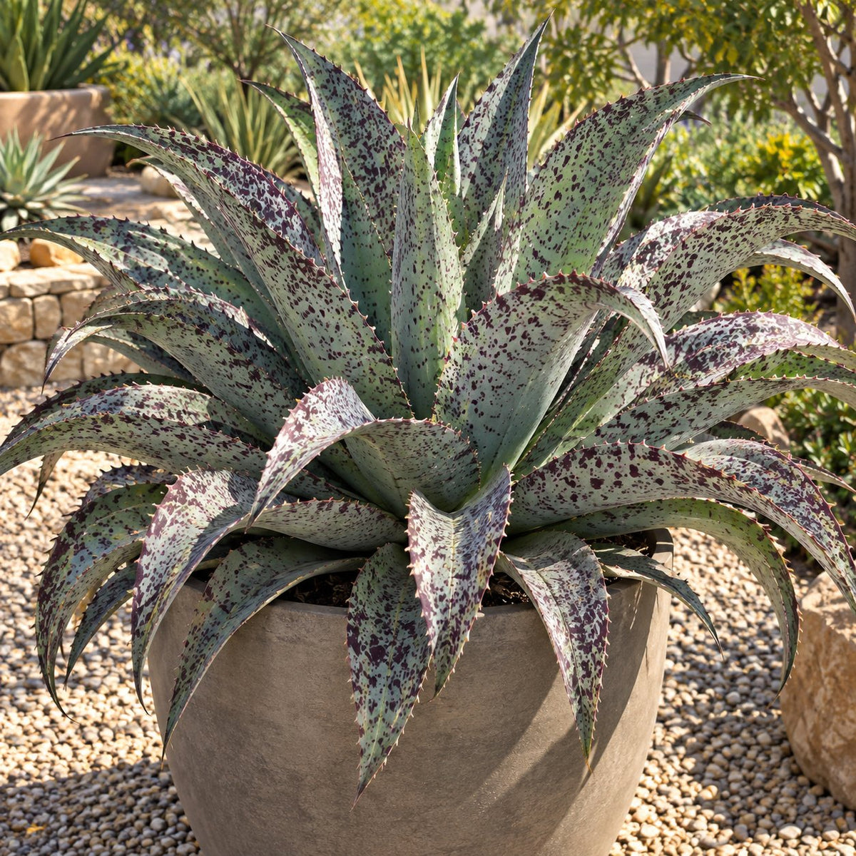 Aztec King Mangave: A Giant Silver Star for Summer Containers