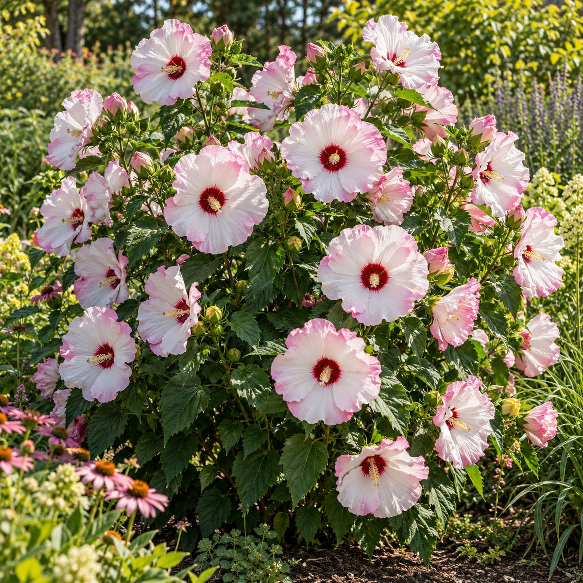 Ballet Slippers Hardy Hibiscus: Near-White Pinwheels for Late Summer