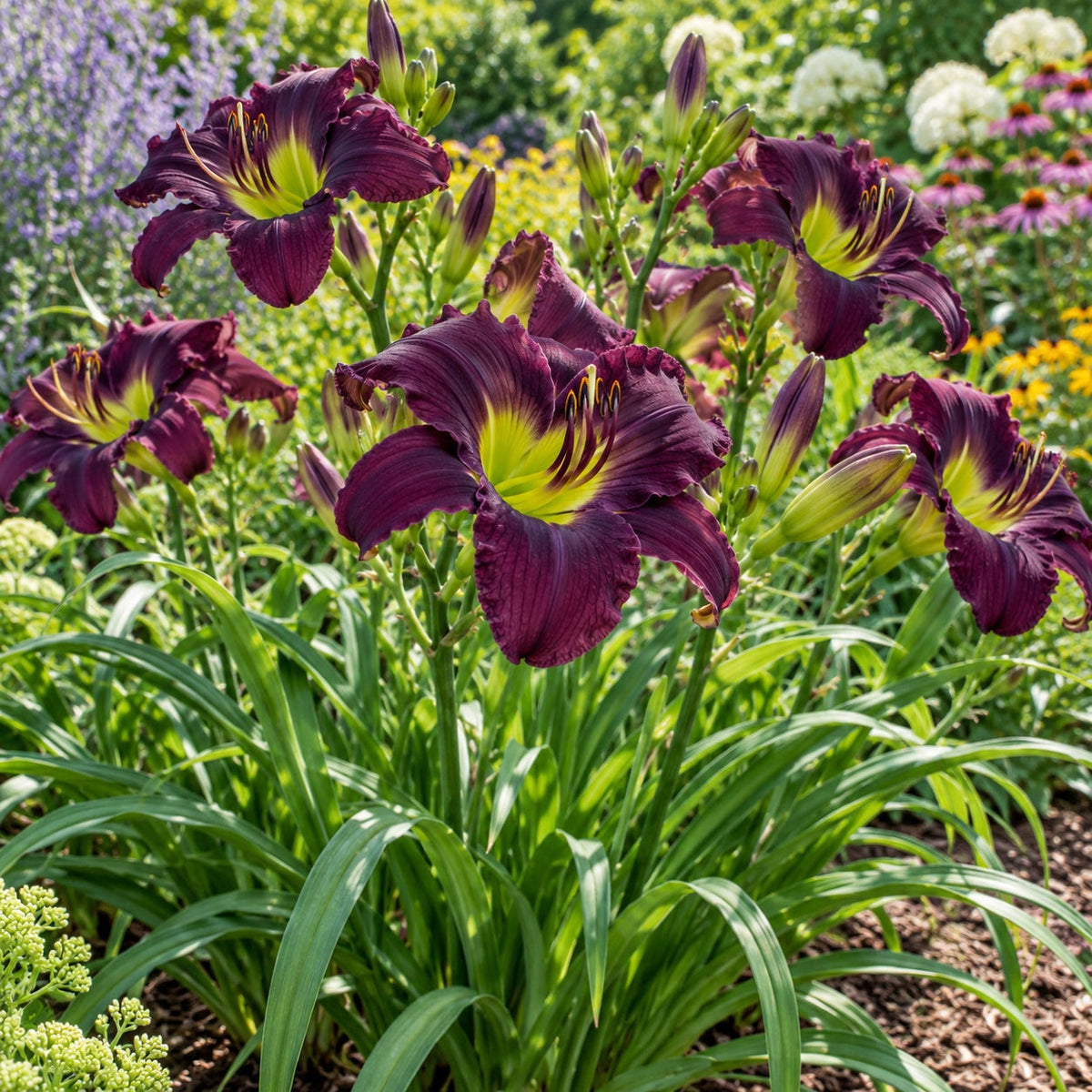 Bela Lugosi Daylily: Deep Purple That Echoes Your Lavender