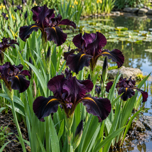 Black Gamecock Louisiana Iris: Velvet Purple for Wet Ground