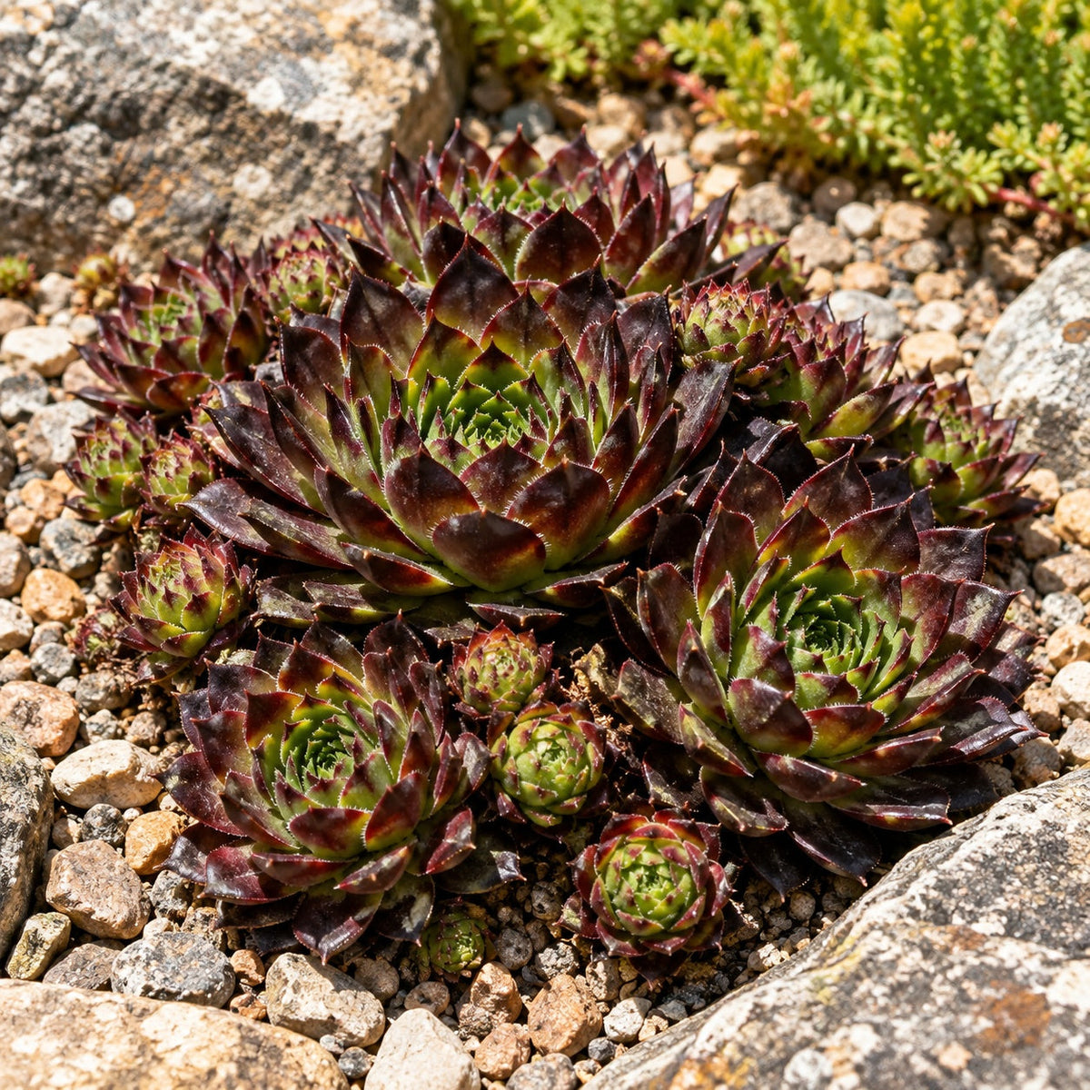 Black Hen and Chicks: Dark-Tipped Rosettes in Lavender's Gravel