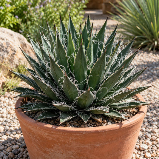 Black Widow Agave: A Threaded Rosette for Sunny Lavender Patios