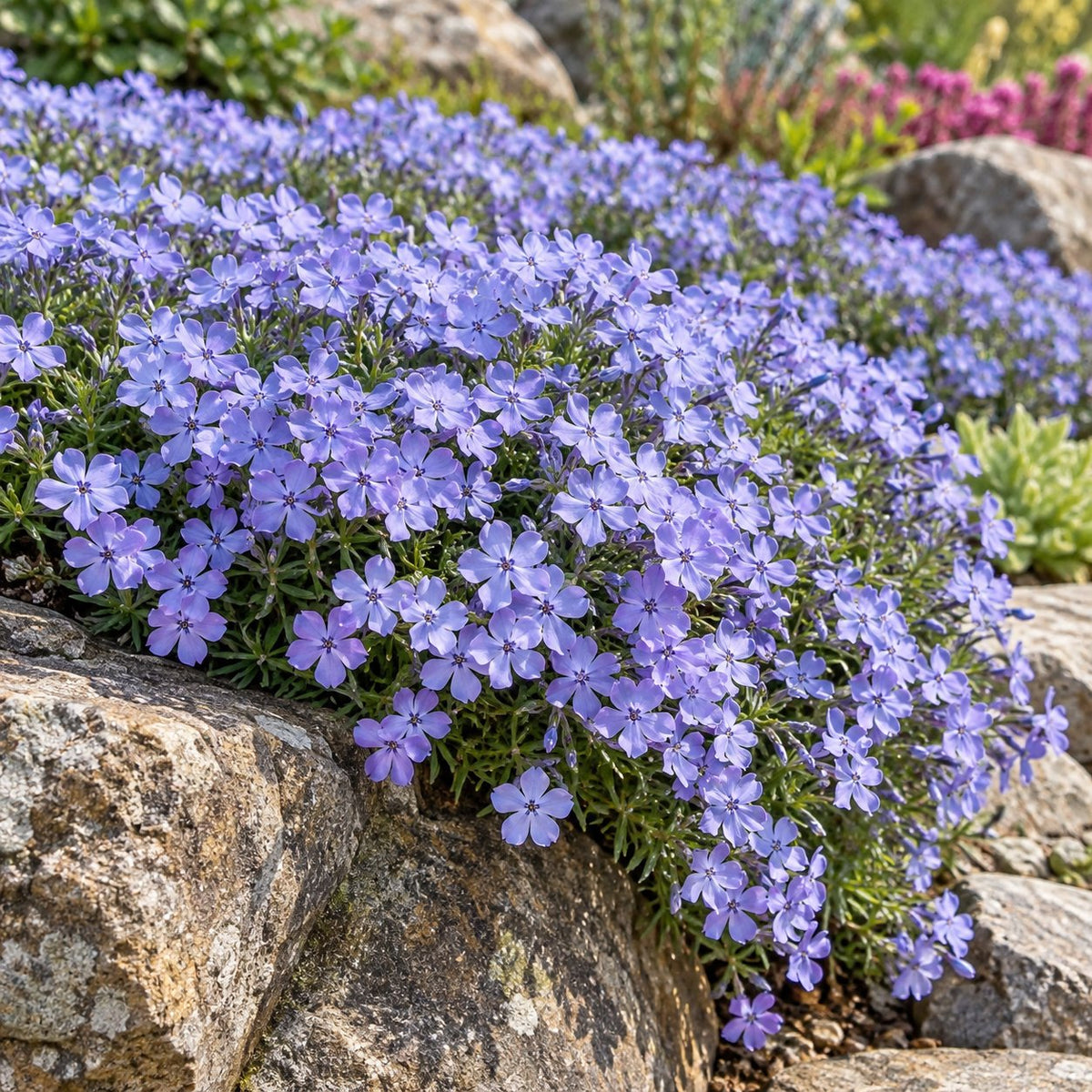 Blue Emerald Creeping Phlox: A Soft Blue Mat for Spring Edges