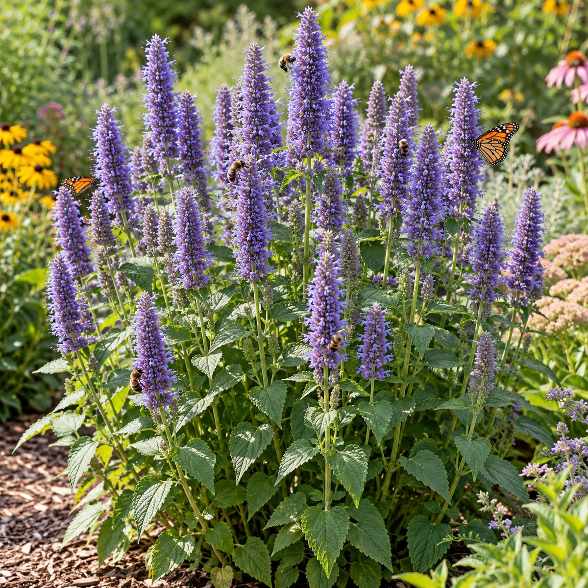 Blue Fortune Anise Hyssop: Licorice-Scented Spikes for Late Summer