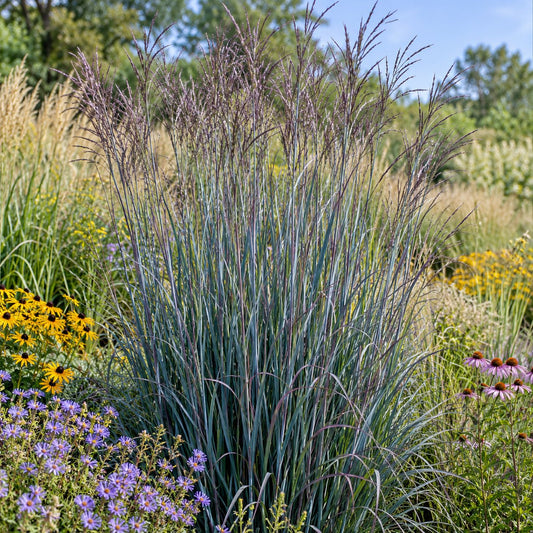 Blue Steel Big Bluestem: Prairie Height in Cool Blue and Purple