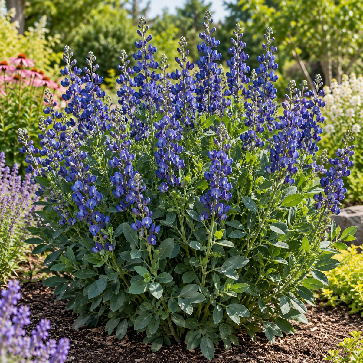 Blueberry Sundae False Indigo: Deep Blue Spikes Before Lavender