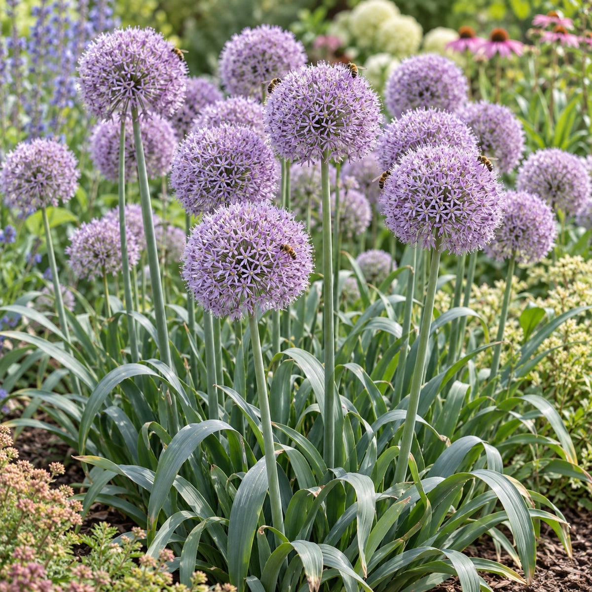 Bobblehead Ornamental Onion: Pale Lilac Globes Among Lavender