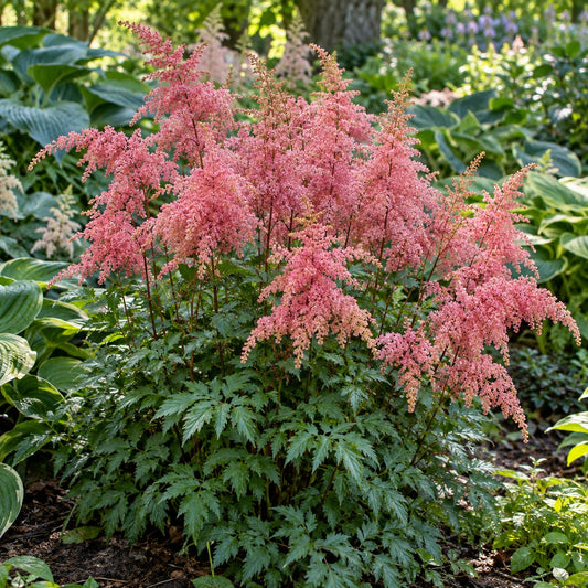 Bressingham Beauty Astilbe: Arching Salmon-Rose Plumes for Shade