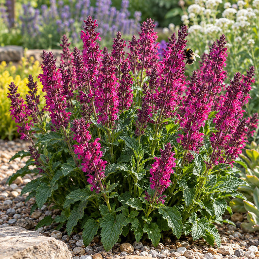 Bumbleberry Salvia: Hot Pink Spikes for the Front of Lavender