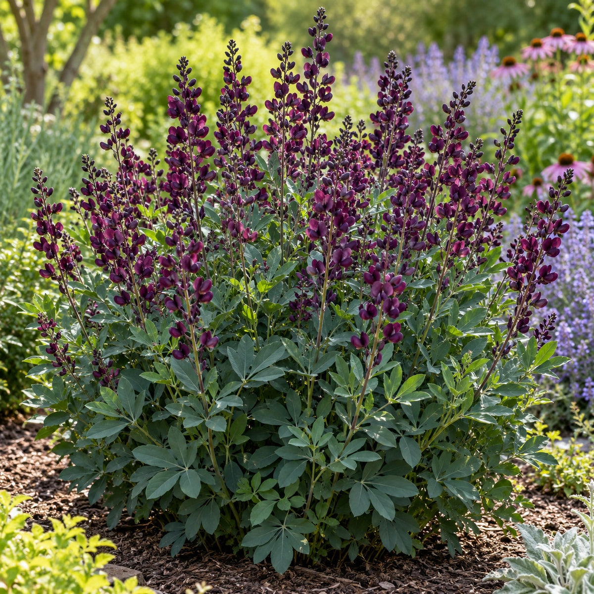 Burgundy Blast False Indigo: Wine Purple and Shrub-Sized