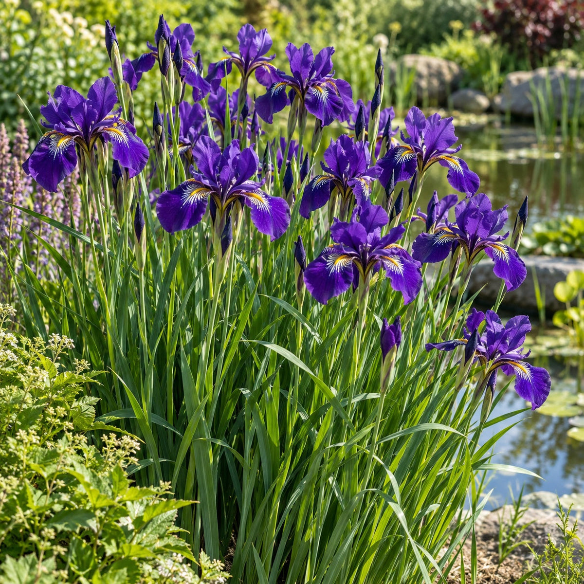 Caesar's Brother Siberian Iris: Deep Purple Since 1932
