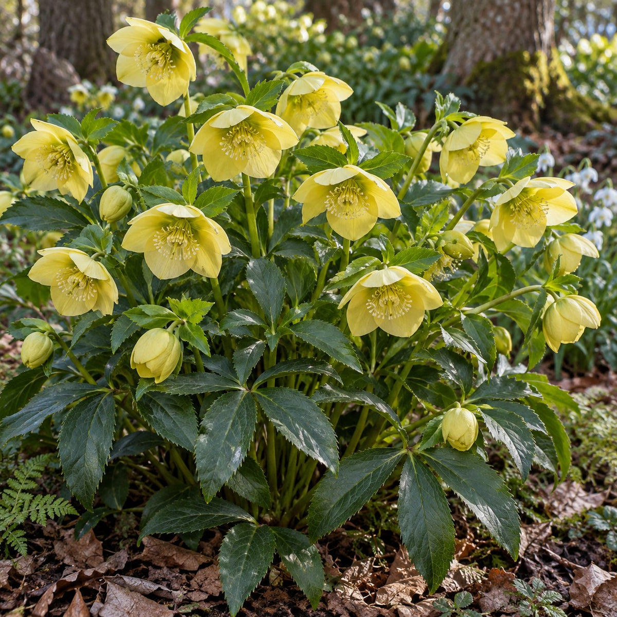 California Dreaming Lenten Rose: Clear Yellow in Earliest Spring