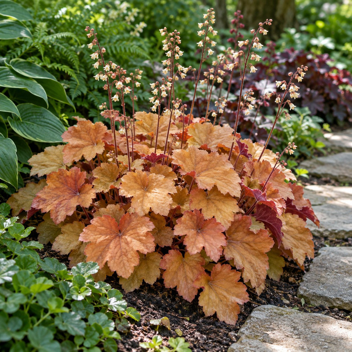 Caramel Coral Bells: Warm Amber Foliage at the Lavender's Edge