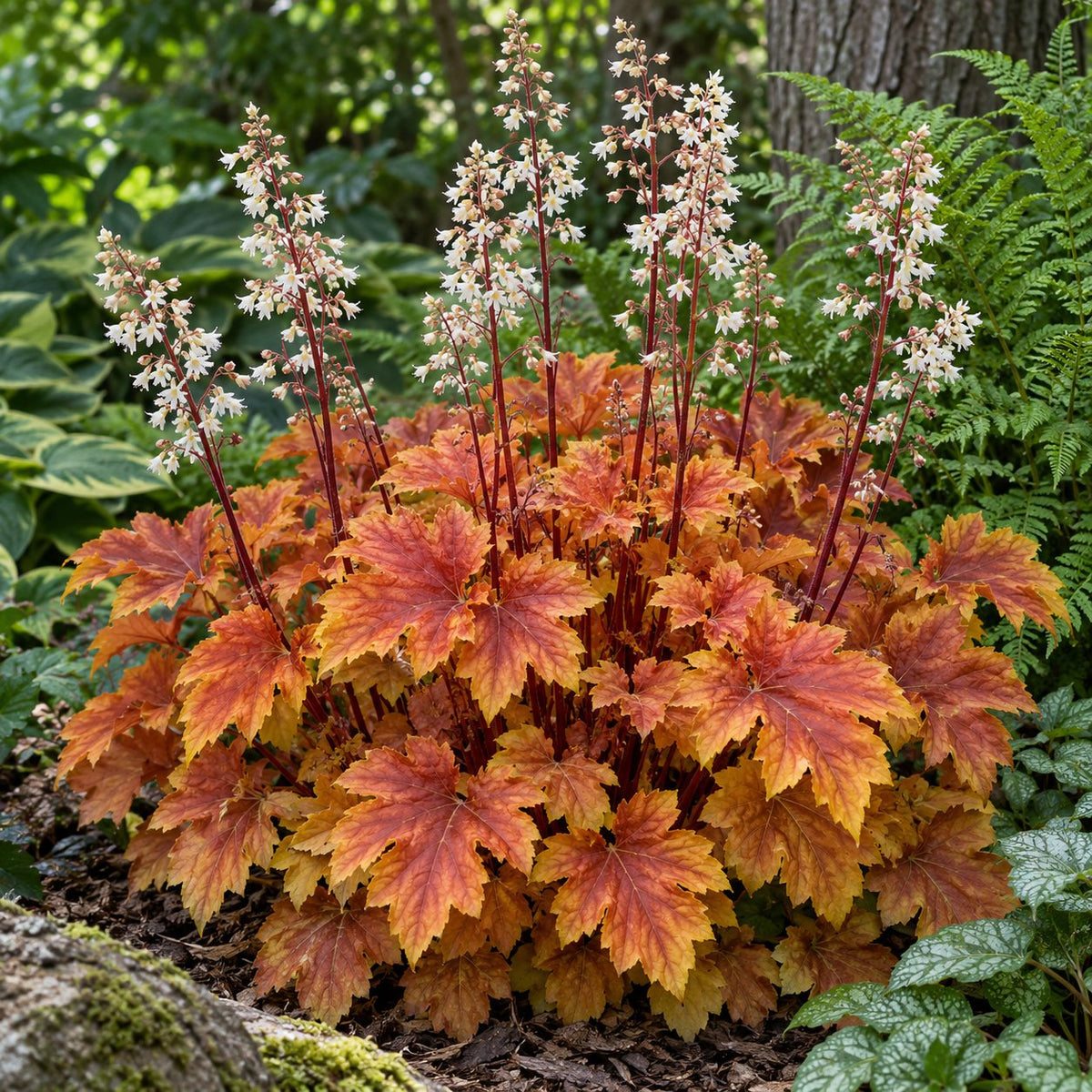 Copper King Foamy Bells: Maple-Shaped Leaves in Orange and Copper