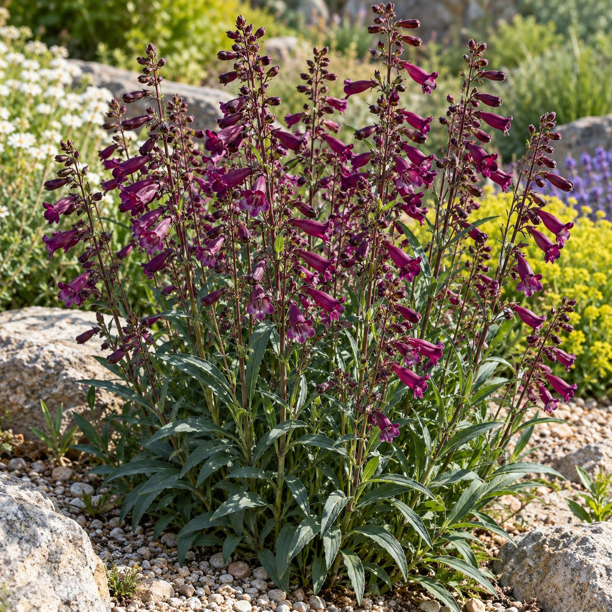 Dark Amethyst Penstemon: Hummingbird Spikes in Lavender Soil