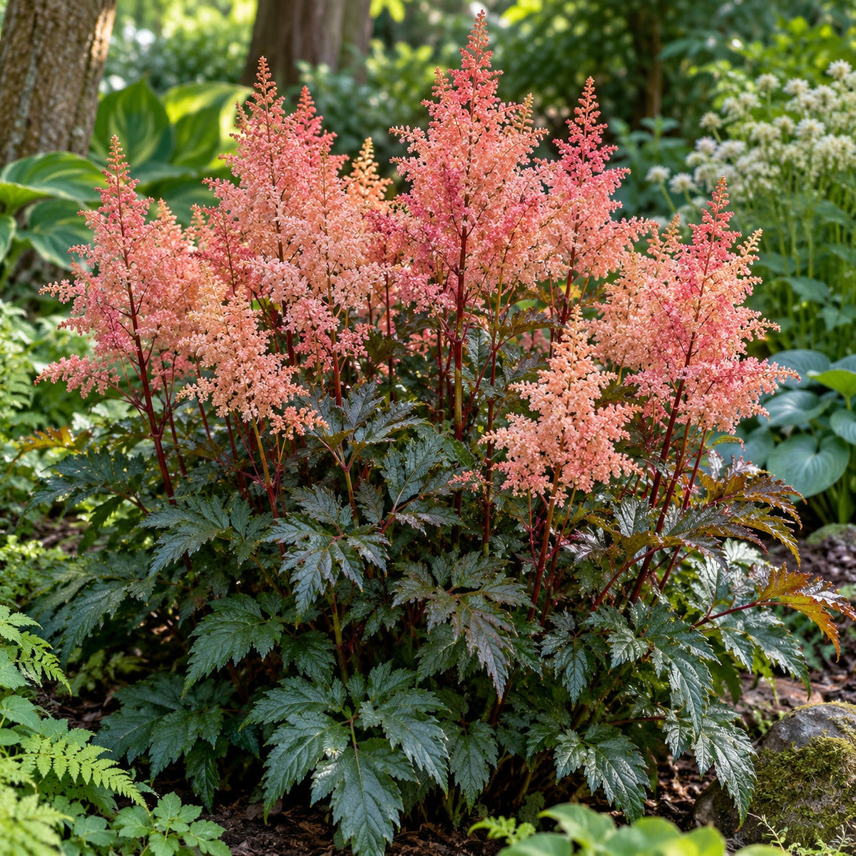 Delft Lace Astilbe: Apricot Plumes Over Blue-Green Lace