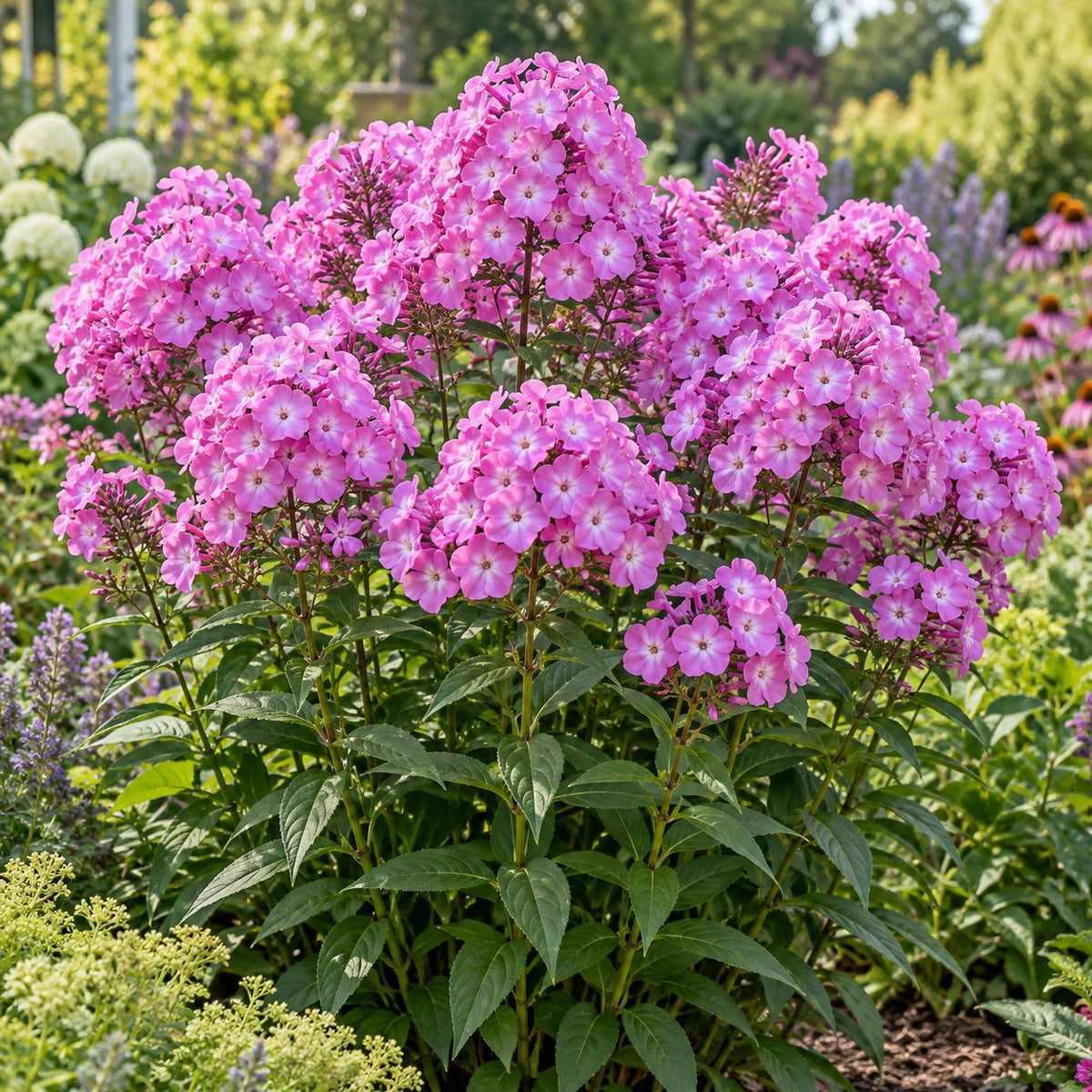 Dream Girl Garden Phlox: Fragrant Pink as the Lavender Winds Down