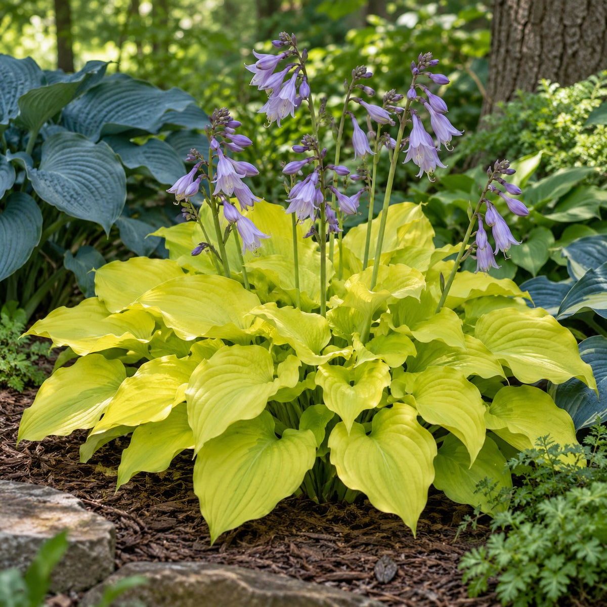 Echo the Sun Hosta: A Wide Pool of Gold Under the Trees