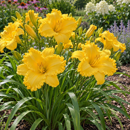 Erin Lea Daylily: Ruffled Gold to Light Up Purple Lavender