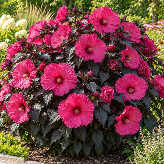 Evening Rose Hardy Hibiscus: Plate-Sized Magenta for Late Summer