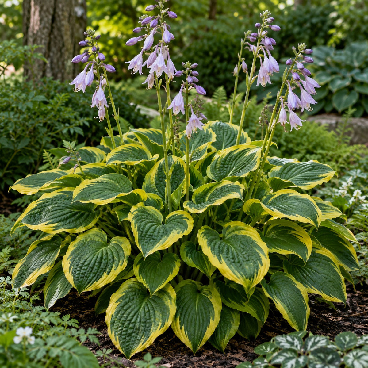Fortunei Aureomarginata Hosta: A Dependable Gold-Edged Classic